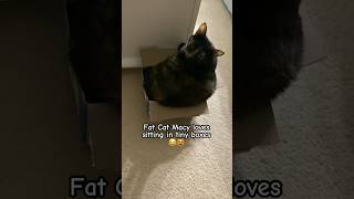 Fat Cat Macy loves sitting in tiny boxes 😂😻 #love #funny #cats