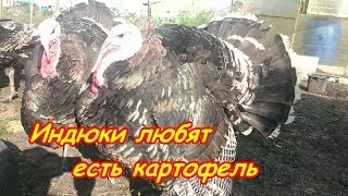 индюки любят есть картошку