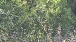 Eastern Rosella