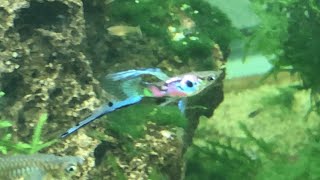 Pink Lower Swordtail Vienna Guppies