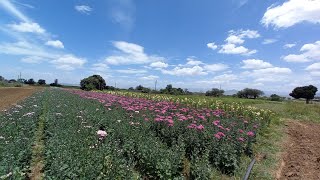 Campo de flores en Santiago Apóstol Ocotlán Oaxaca