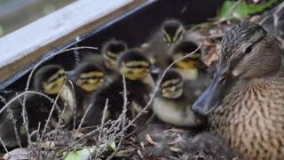 Entengeburt im Blumenkasten am Kienbach in Herrsching am Ammersee