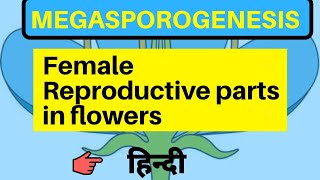 Megasporogenesis class 12 by be educated in hindi