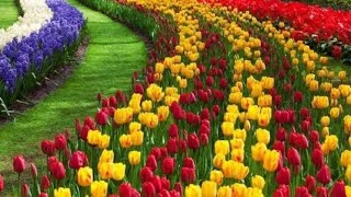 Beauty of Kashmir(Tulip Garden)