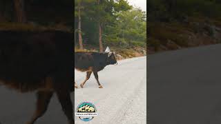 Innocent Animal #viralvideo #nature #wildlife #viral #shorts #n&wq  #yak #shorts #short #cow