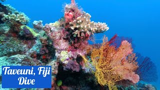 Diving the Rainbow Reef in Taveuni, Fiji