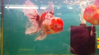 Oranda Aquarium