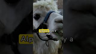 Learn more about Alpacas #smart #gentle #social #