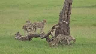 Malaika's cubs playing, Masai Mara, Kenya