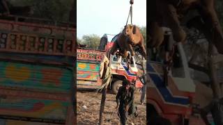 Camel amazing video#animals #camel #youtubeshorts #ytshorts #shortvideo #shorts