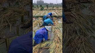 Water Bamboo Farming #farming #plants