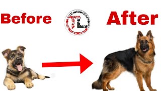 Dogs Before And After | Taju logics