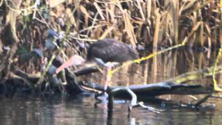 Juvenile American white ibis video