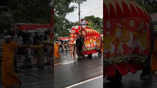 Elephant DANCE in Kandy PERAHERA Sri Lanka 🇱🇰 👍👌💖💛💙💚🧡💜🤎👏🩷💚💙❤️♥️  #ElephantDance #subscribe #shorts