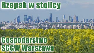 Rzepak w stolicy | relacja prosto z pola | gospodarstwo SGGW Warszawa