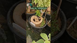 muchisha wholesale bonsai  plant nursery online buy very low price