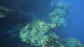 Sea Turtle at Cozumel Cape