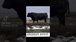 Angus 2tonnalik #angus #bull