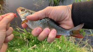 Poço novo Deu Bom , fishing for Roach and Perch in Manchester