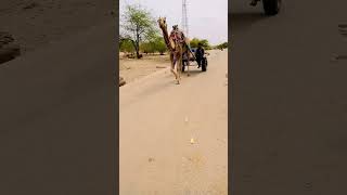 camel in tharparkar #viral #shorts #shortvideo #camel #camelculture #camel_racing