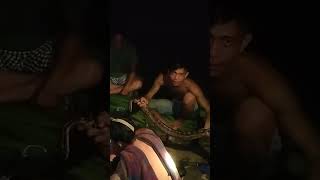 ular ripong bahasa kami kab. Sanggau Kalbar #shortvideo #videoshort #ularberbahaya