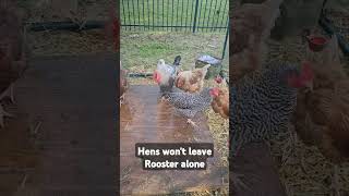 Hens are vicious.#hens #rooster #backyardchickens backyar