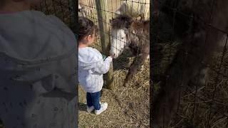 This one wasn’t playing. #shorts  #work #farming #feed #animals