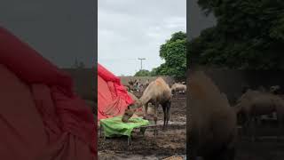 amazing video before rain 🌧 #camel #youtubeshorts #animals #youtube #viralvideo