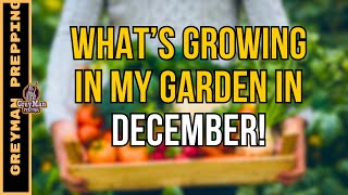 What’s Growing In My Garden In DECEMBER