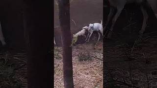 playing with goats 😂#animals #viral #shorts