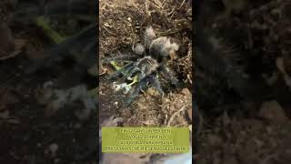 Brasilianische Riesenvogelspinne Fütterung #bigtarantula