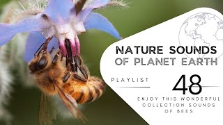 2 hours of pleasant natural sounds - sound of bees.