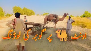 Tractor Se Animal Gober Loading | Gober ki Behtareen Tarika Se Safai aur Zaroori Farming Tips