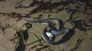 Sea snakes in Mahabalipuram beach