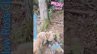 #Roxy on singletrack below Cliffs. 11.10.24  #beaudog #rosscliffs #trailreport #oldfurnacestatepark