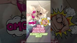 CUTE VILLAIN CAT the FURNITURE DESTROYER #catlover #cat #shorts #fyp #cats #pets #cutecat #funnycats