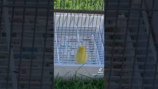 Nice canary singing video #birds #canarysinging #best #explore #canary #best