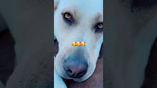 Yellowlab💜 #short #shorts #shortvideo #shortsfeed #doglover #dogs #dog #fyp #animals #fy #fypシ゚ #fy