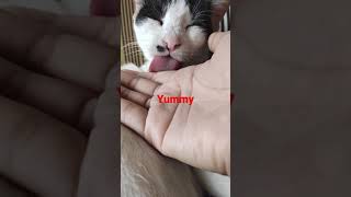 Cute Cat love lick my finger Tq Trixie