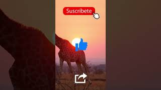 🦒🦍 ¿Nos vamos de SAFARI FOTOGRÁFICO en busca de ANIMALES SALVAJES? 🐅🦏 #shorts