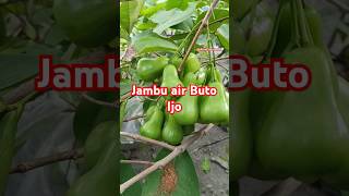 Jambu buto ijo layak di kebunkan #jambuair #tanamanbuah #tambulampot #shorts #videofyp