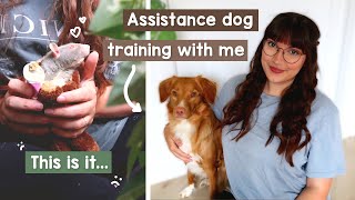 Training my assistance dog & Kinder passed away... now what? | VLOG