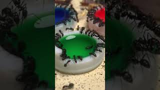 We Experimented With Different Colors On Ants #insectfeeding #ant #insectfeeding #insect #tiktok