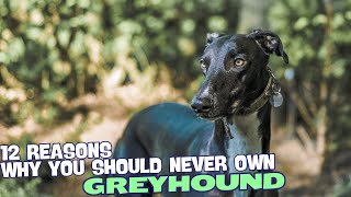 12 Reasons Why You Should Never Own a Greyhound🐕