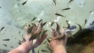 Fascinating Discovery: Fish Feeding on My Hands