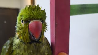 Parrots Take a Bath - An Endless Shower of Mischief