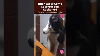 🐶Cachorros Engraçados e Incríveis #shorts