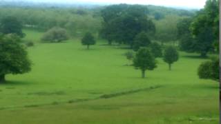 Windsor Great Park deer preparing to cross The Long Walk