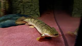 Polypterus Congicus