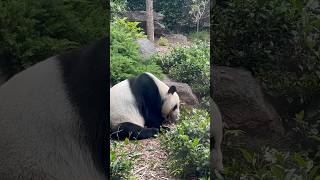 2 Giant Panda at Adelaide Zoo - Wang Wang and Fu Ni #shorts #short